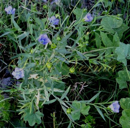  Plant bearing flowers and fruits
